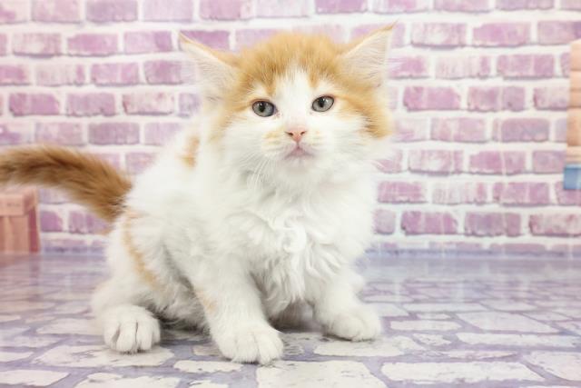 福島県のサイベリアン (Coo&RIKU郡山店/2022年9月12日生まれ/女の子/レッドタビーホワイト)の子猫の3枚目の画像