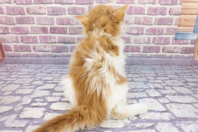 福島県のサイベリアン (Coo&RIKU郡山店/2022年9月12日生まれ/女の子/レッドタビーホワイト)の子猫の4枚目の画像