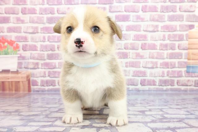 ウェルシュ コーギーの子犬一覧 ペットショップcoo Riku