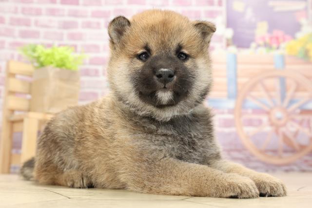 譲渡犬一覧 ペットショップcoo Riku