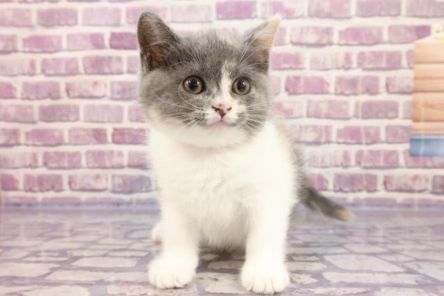 新小岩店のご案内 葛飾区新小岩 ペットショップcoo Riku