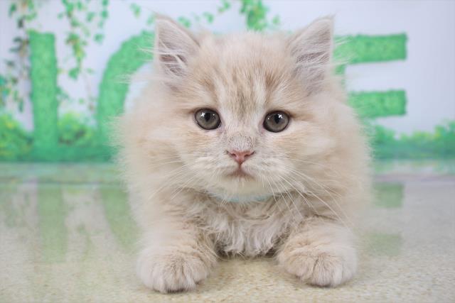 ラガマフィンの子猫 メス 天王寺店 ペットショップcoo Riku