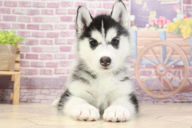 シベリアンハスキーの子犬一覧 ペットショップcoo Riku