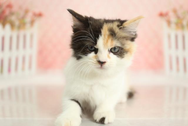 長崎県のラガマフィン (Coo&RIKU長崎浜町店/2022年9月14日生まれ/女の子/キャリコ)の子猫