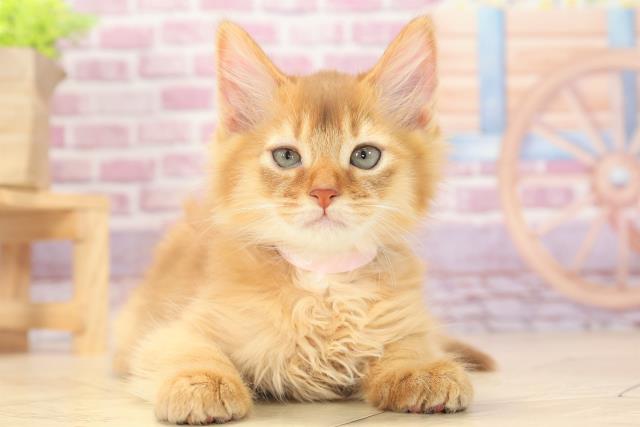 新潟県のソマリ (Coo&RIKUイオンモール新発田店/2022年9月10日生まれ/女の子/レッド(赤))の子猫