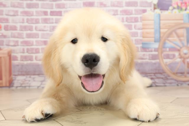 ゴールデン レトリバーの子犬一覧 ペットショップcoo Riku
