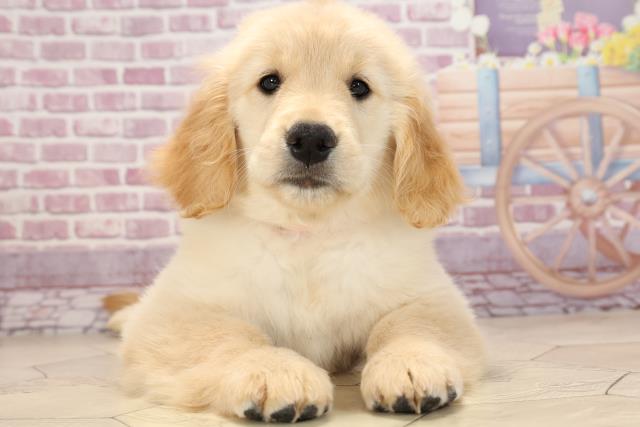 ゴールデン レトリバーの子犬一覧 ペットショップcoo Riku