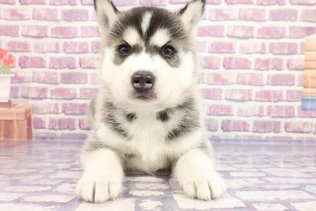 シベリアンハスキーの子犬一覧 ペットショップcoo Riku