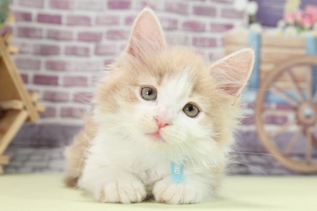 ノルウェージャン フォレストキャットの子猫 オス 各務原店 ペットショップcoo Riku ノルウェージャン フォレストキャットの子猫 オス 各務原店 ペットショップcoo Riku
