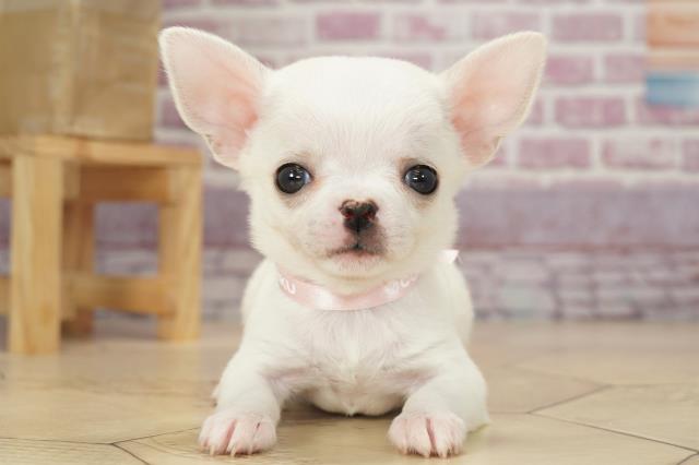 Plux3ge3usclcm Plux3ge3usclcm