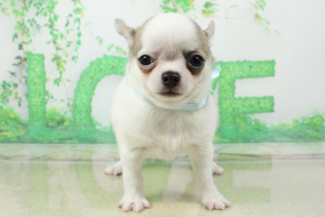 Plux3ge3usclcm Plux3ge3usclcm