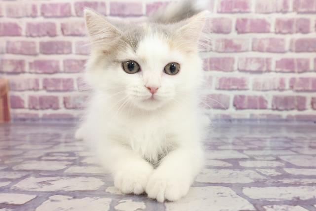 ラガマフィンの子猫 メス 高崎店 ペットショップcoo Riku