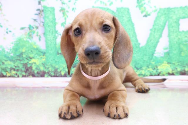 スタンダードダックス スムースヘアー の子犬一覧 ペットショップcoo Riku
