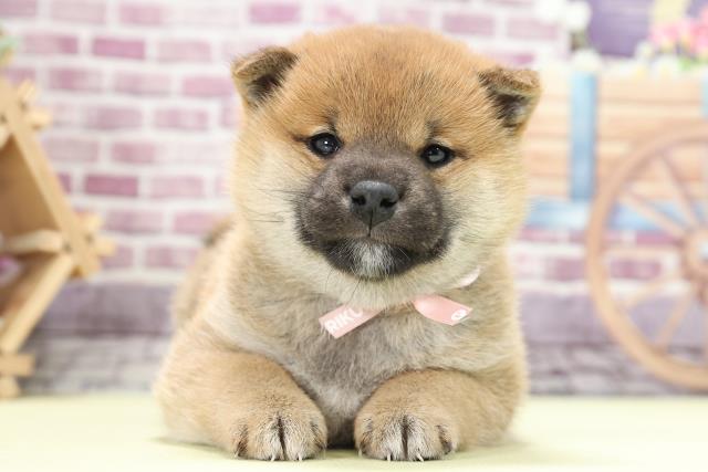 譲渡犬一覧 ペットショップcoo Riku