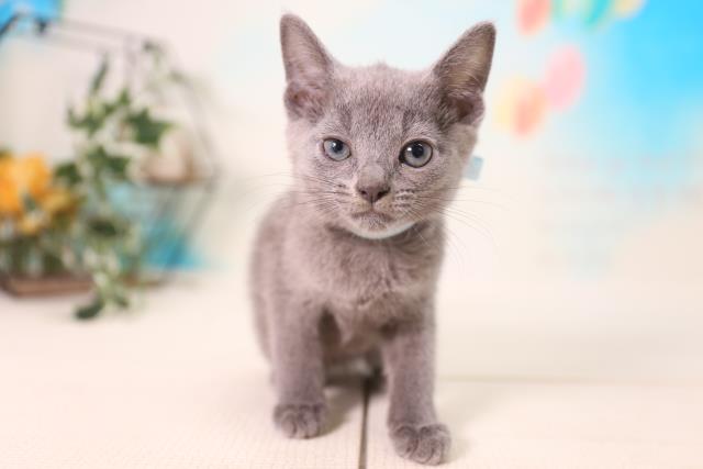 ロシアンブルーの子猫 オス 福山店 ペットショップcoo Riku