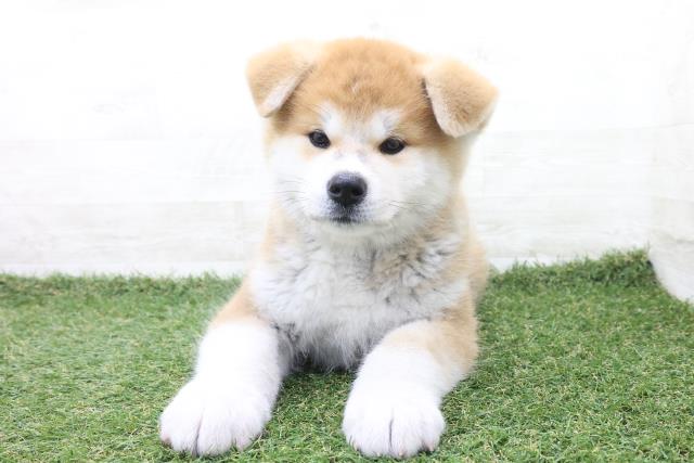秋田犬の子犬 オス 秋田店 ペットショップcoo Riku