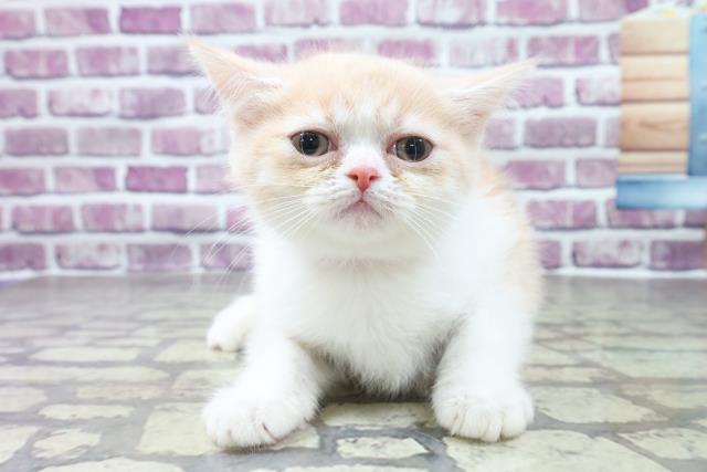 東京都のミヌエット (Coo&RIKU浅草店/2022年10月9日生まれ/女の子/クリームタビーホワイト)の子猫