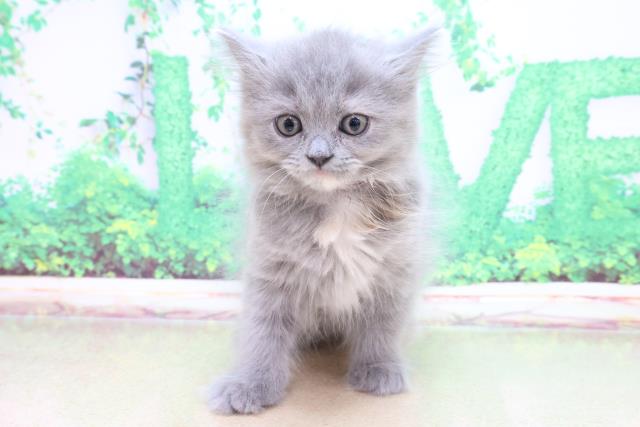 北海道のサイベリアン (Coo&RIKU帯広店/2022年9月28日生まれ/女の子/ブルークリーム)の子猫