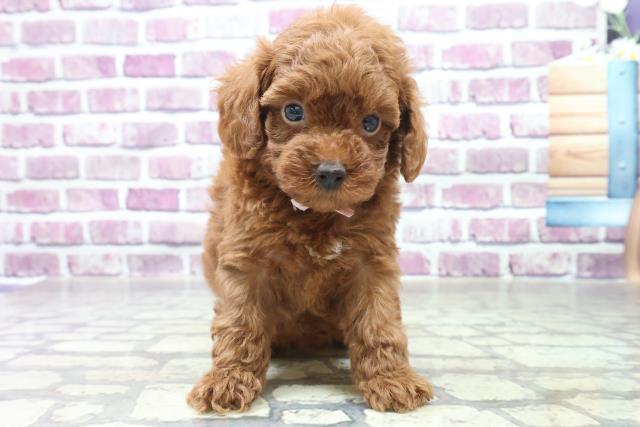 トイ プードルの子犬 メス 広島本通店 ペットショップcoo Riku