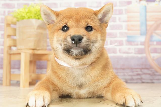柴犬の子犬 メス 綿半可児店 ペットショップcoo Riku