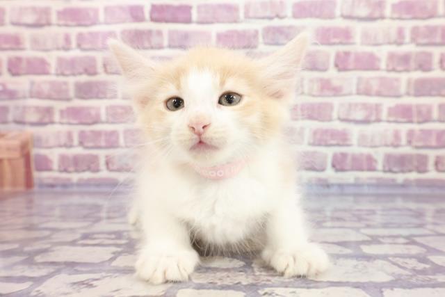 広島県のノルウェージャンフォレストキャット (Coo&RIKUゆめタウン大竹店/2022年10月15日生まれ/女の子/クリームタビーホワイト)の子猫