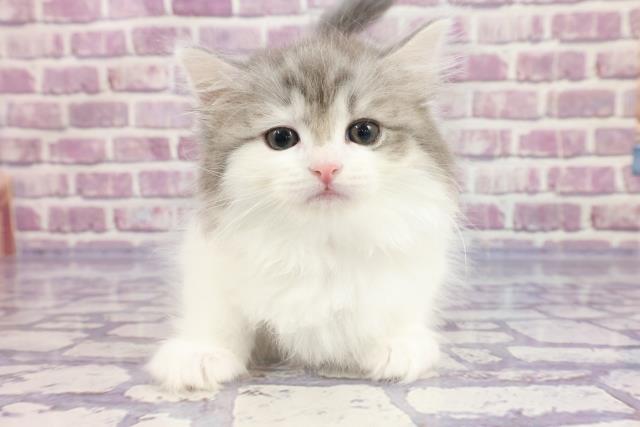 山形県のラガマフィン (Coo&RIKUイオンタウン酒田店/2022年10月19日生まれ/女の子/シルバータビーホワイト)の子猫
