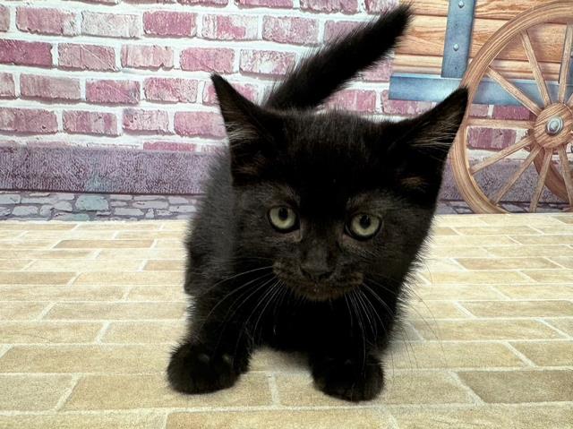 ミヌエットの子猫（メス♀） 春日井店｜ペットショップCoo＆RIKU