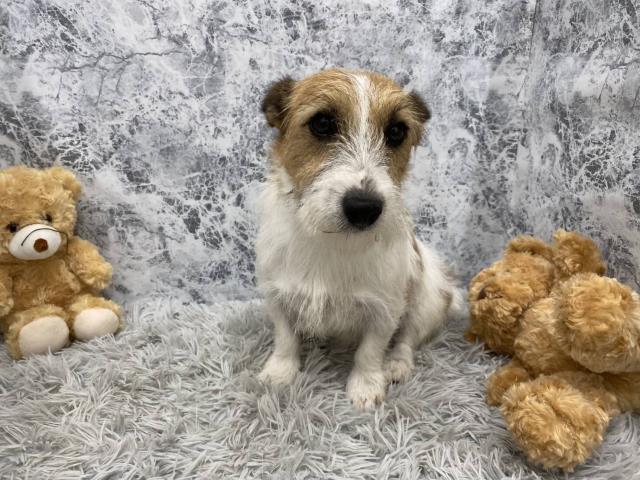 ジャックラッセルテリア