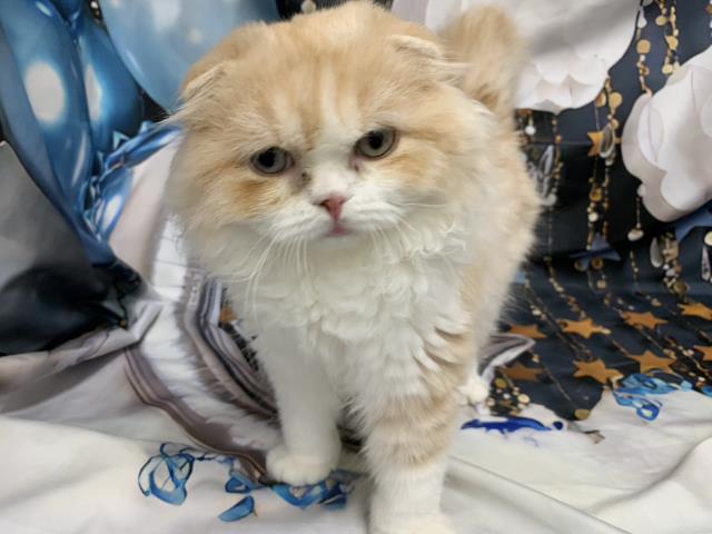 スコティッシュフォールド