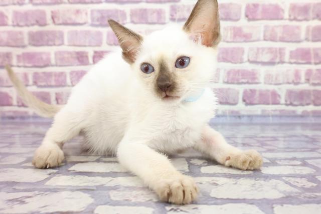 シャムの子猫一覧 ペットショップcoo Riku