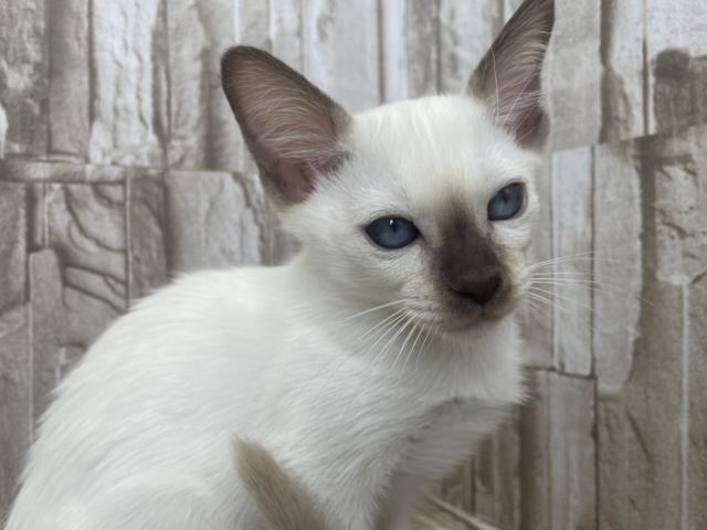 シャムの子猫一覧 ペットショップcoo Riku