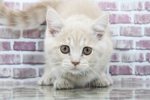 マンチカンの子猫 オス 山形店 ペットショップcoo Riku