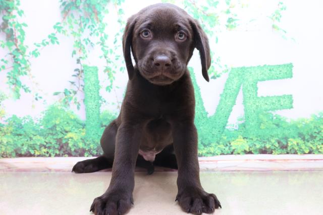 店舗同時販売中】サンディキャストUSA ラブラドール 子犬 置物【問