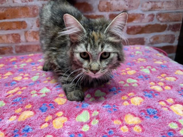 ノルウェージャン・フォレストキャット