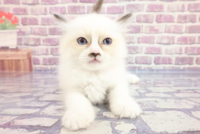 神奈川県のラグドール (Coo&RIKU相模原店/2022年11月1日生まれ/女の子/シールポイントバイカラー)の子猫