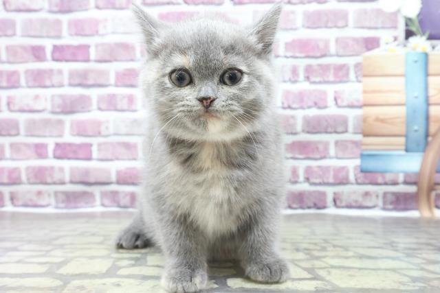 福岡県のブリティッシュショートヘアー (Coo&RIKU福岡古賀店/2022年11月10日生まれ/女の子/ブルークリーム)の子猫