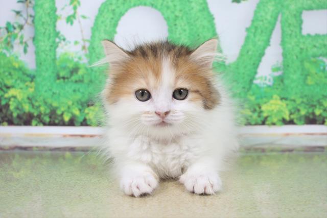福岡県のミヌエット (Coo&RIKU小倉店/2022年11月5日生まれ/女の子/キャリコ)の子猫