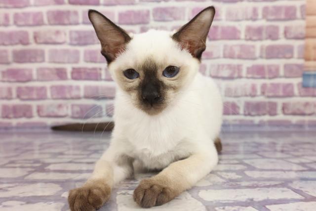 スワロフスキー 子猫 シャム 猫 - 置物