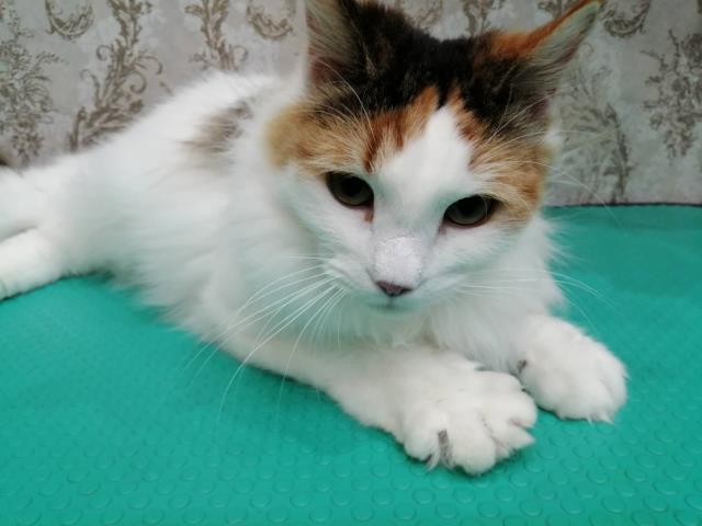 神奈川県のブリティッシュショートヘアー (Coo&RIKU相模原店/2022年11月18日生まれ/女の子/ブルー)の子猫