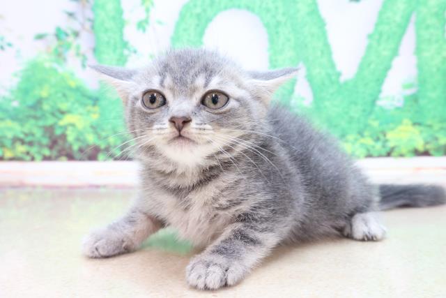 ラリック猫 ネコのクリスタル 里親募集 銀 ラリック猫 ネコのクリスタル 里親募集 銀