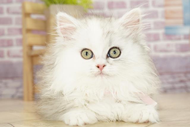 神奈川県のミヌエット (Coo&RIKU相模原店/2022年11月21日生まれ/女の子/シルバータビーホワイト)の子猫