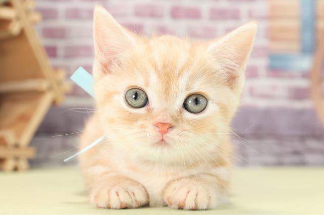 マンチカンの子猫 オス 名古屋みなと店 ペットショップcoo Riku