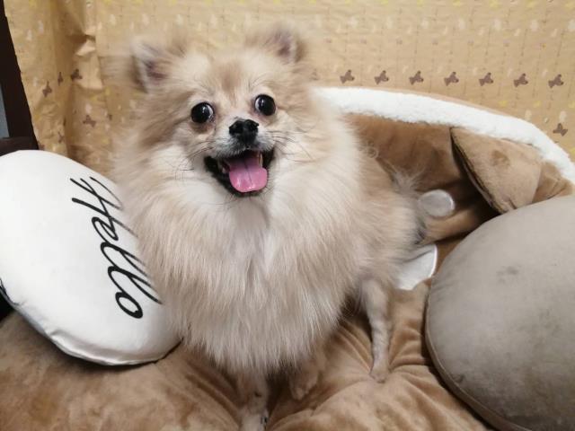 ポメラニアン