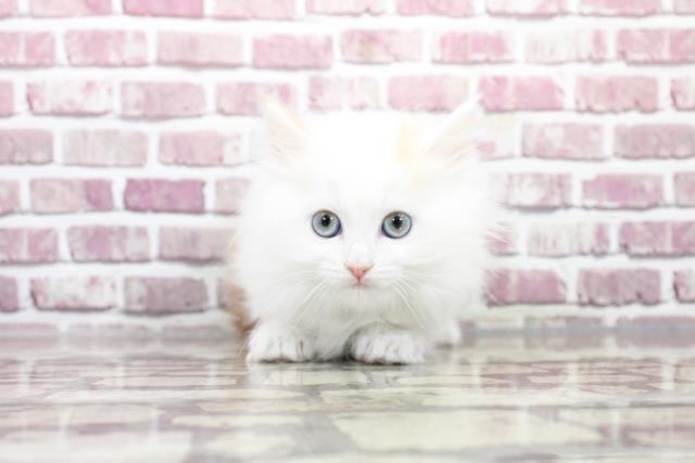 岐阜県のマンチカン (Coo&RIKU岐南店/2022年12月4日生まれ/女の子/レッドタビーホワイト)の子猫