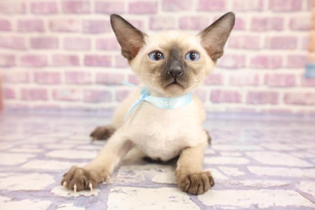 スワロフスキー 子猫 シャム 猫 - 置物