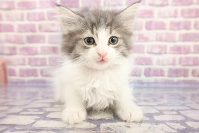 栃木県のノルウェージャンフォレストキャット (Coo&RIKUイオンタウン佐野店/2022年12月6日生まれ/女の子/ブルータビーホワイト)の子猫