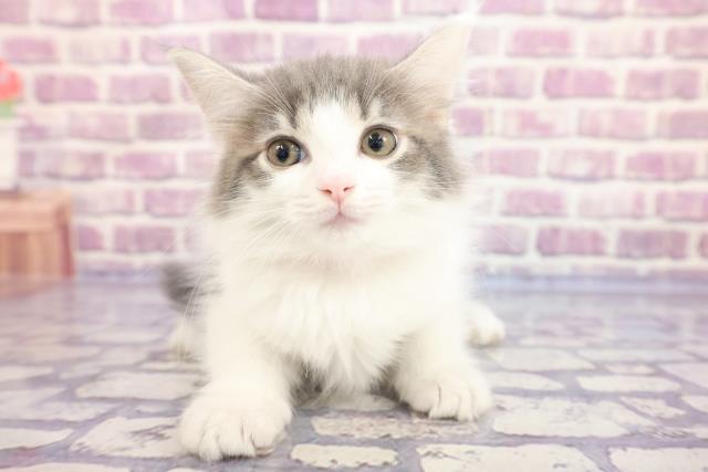 ノルウェージャン・フォレストキャット