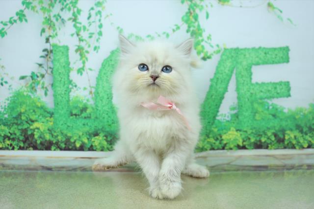 滋賀県のサイベリアン (Coo&RIKU東近江店/2022年12月11日生まれ/女の子/ブルーリンクスポイントホワイト)の子猫
