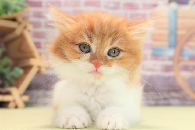 神奈川県のスコティッシュフォールド (Coo&RIKU小田原店/2022年12月14日生まれ/女の子/レッドタビーホワイト)の子猫