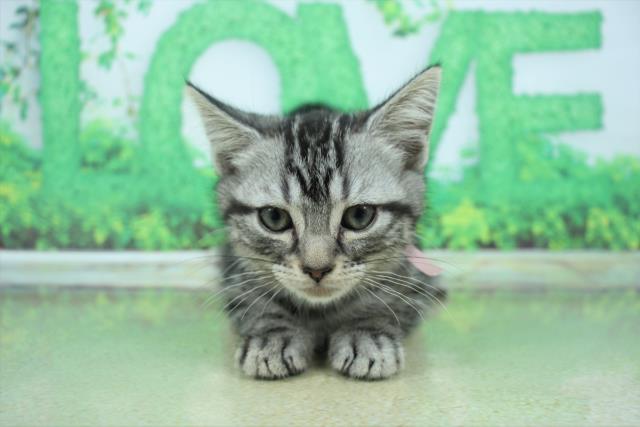 埼玉県のアメリカンショートヘアー (Coo&RIKUアニマルケアセンター大宮/2022年12月8日生まれ/女の子/シルバータビー)の子猫